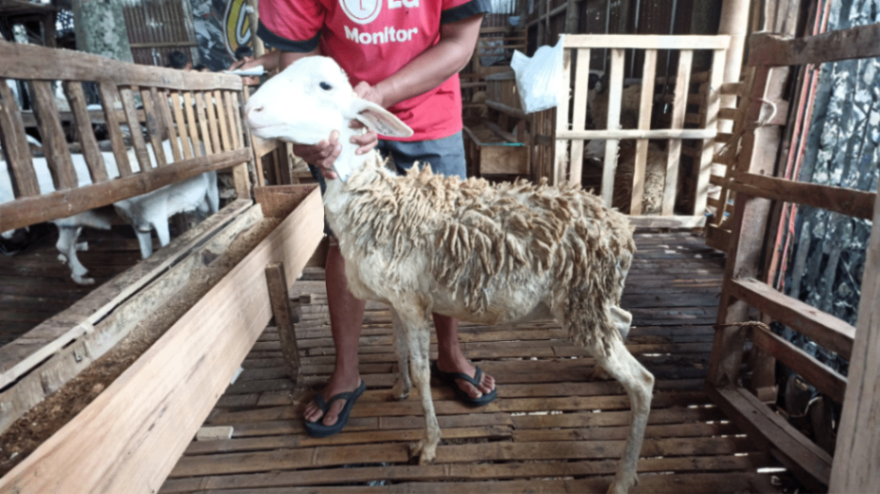 Domba Dugul (Non-Tanduk) Grade A