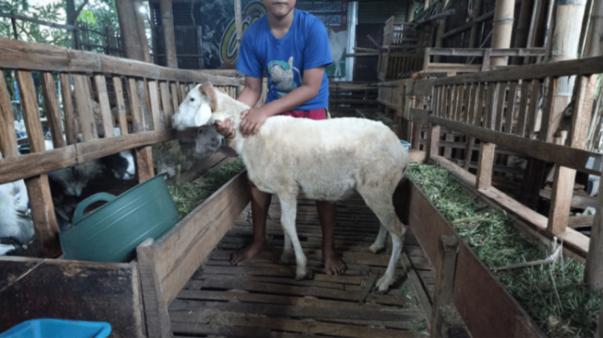 Domba Tanduk Grade B
