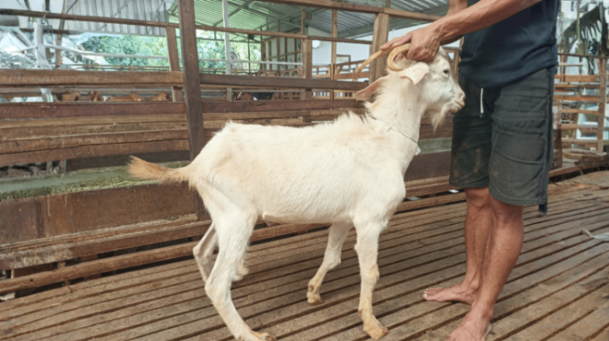 Kambing Grade B