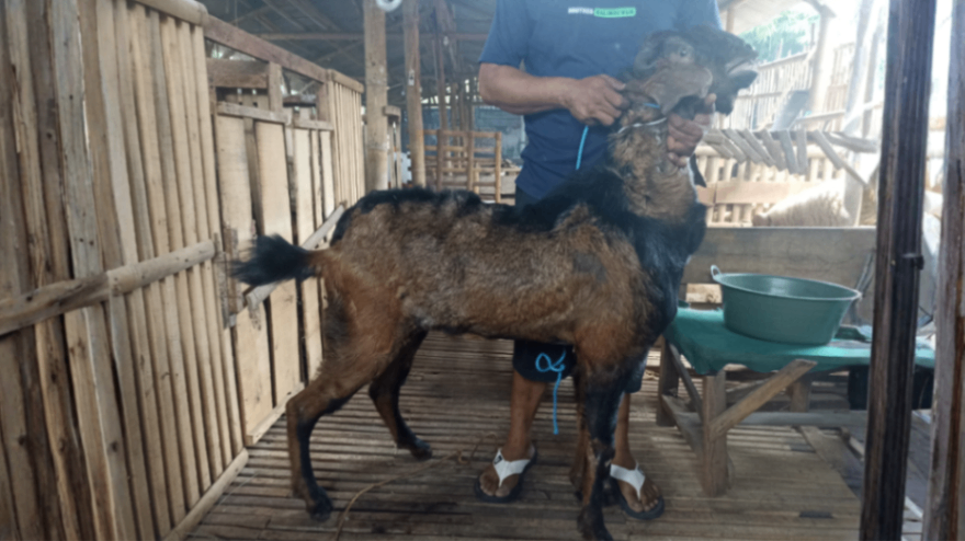 Kambing Grade D