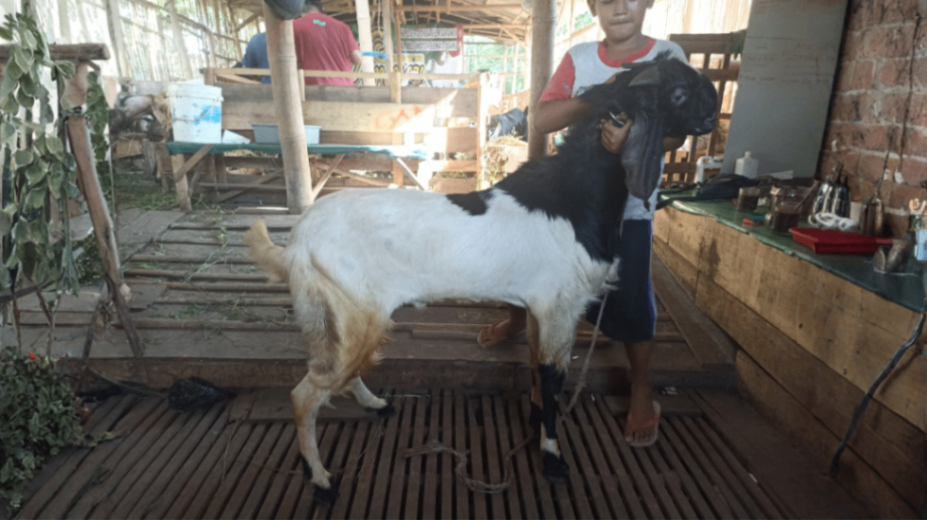 Kambing Grade E