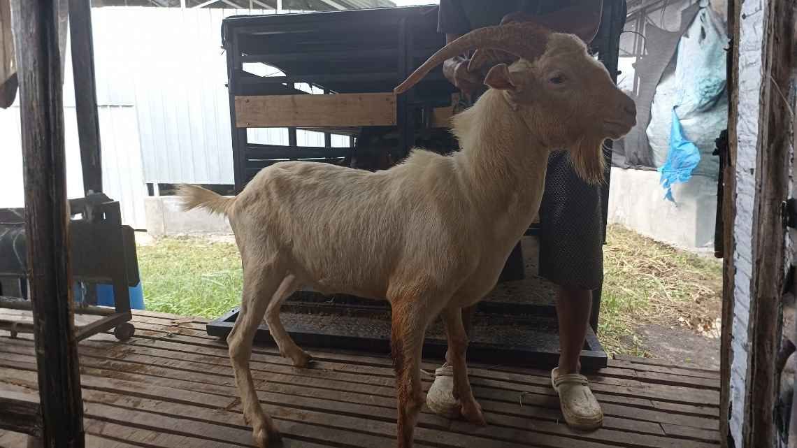Kambing KMF