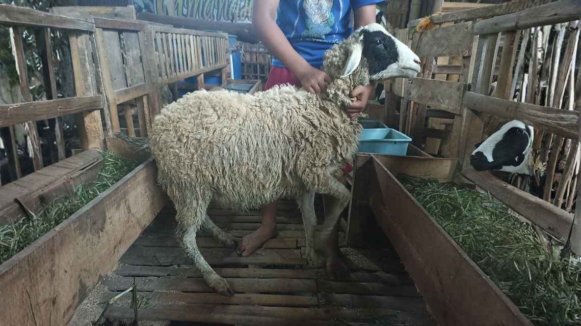 [Contoh] Domba Dugul Grade Ekonomis